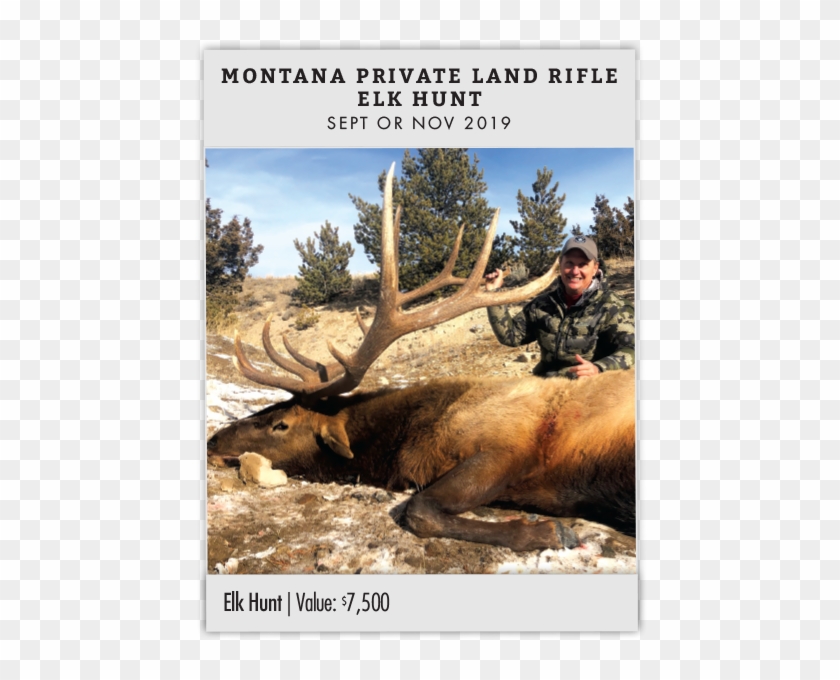 Montana Private Land Rifle Elk Hunt - Elk Clipart #1674630