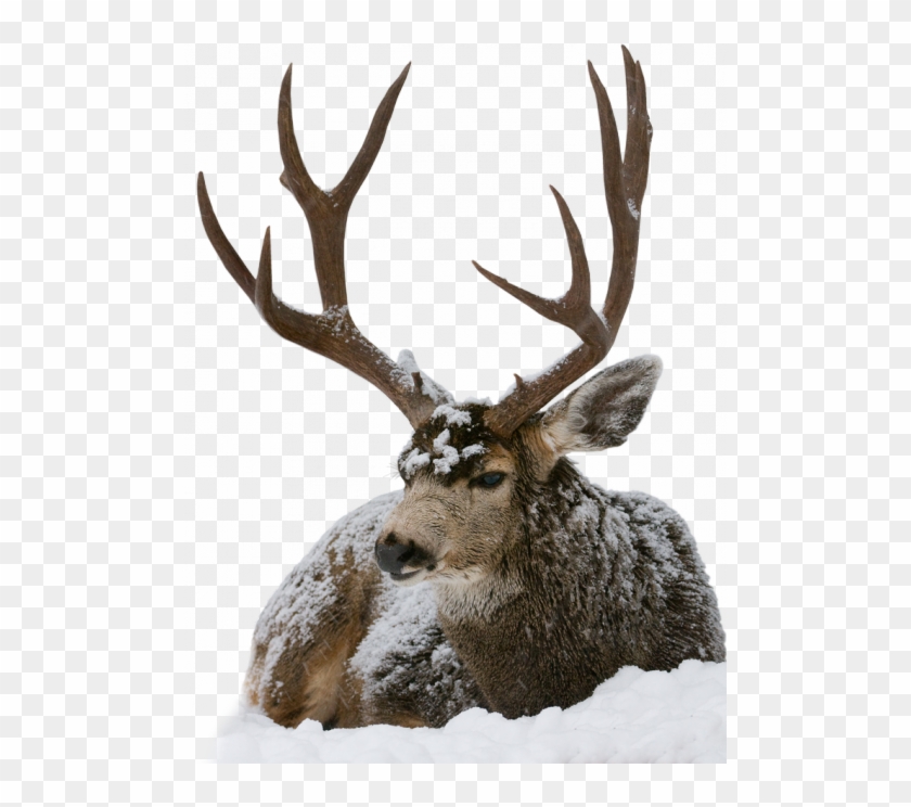 Pin By Mag Da Léna On Png Zvieratká - Animal Clipart