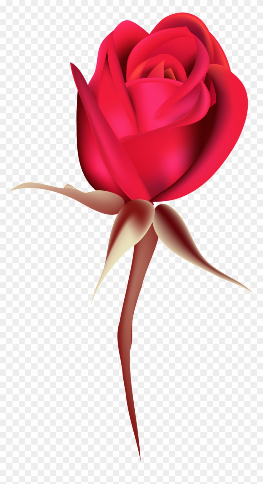 Rosa Roja Rosa Png Ornamental Clipart
