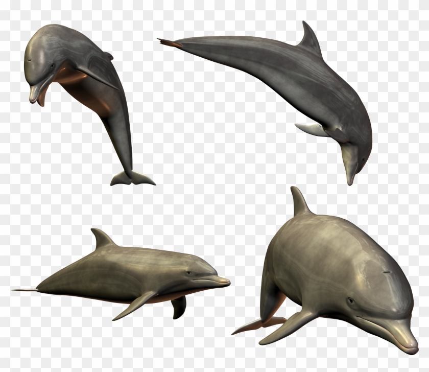 Пнг Делфин Clipart