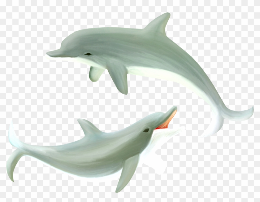 Common Bottlenose Dolphin Clipart #1676358