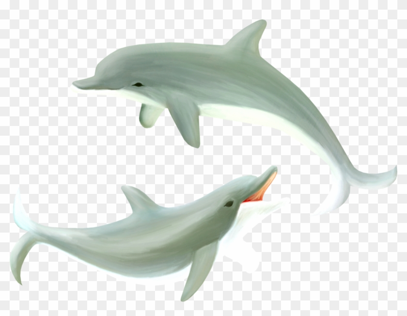 Common Bottlenose Dolphin Clipart