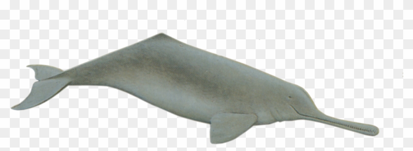 Ganges River Dolphin Susu, Side-swimming Dolphin - Ganges River Dolphin Png Clipart