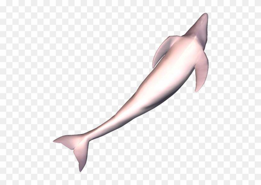 79k Dolphin09 Kpl - Common Bottlenose Dolphin Clipart #1676427