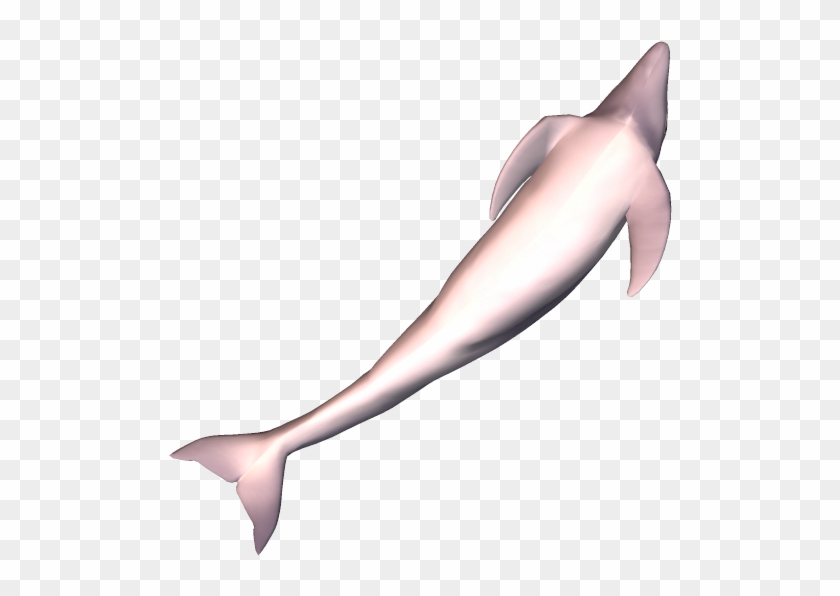 79k Dolphin09 Kpl - Common Bottlenose Dolphin Clipart