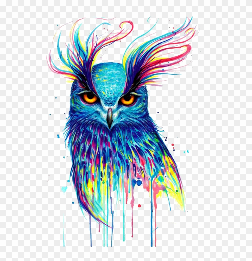 #mq #owl #colorful #paint #birds #bird #flying - Colorful Owl Drawings Clipart