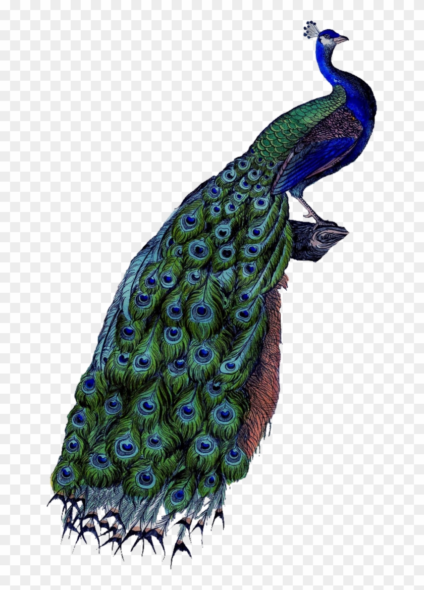 The Peacock Is An Amazing Bird With A Greenish, Iridescent - Peacock Body Parts Clipart