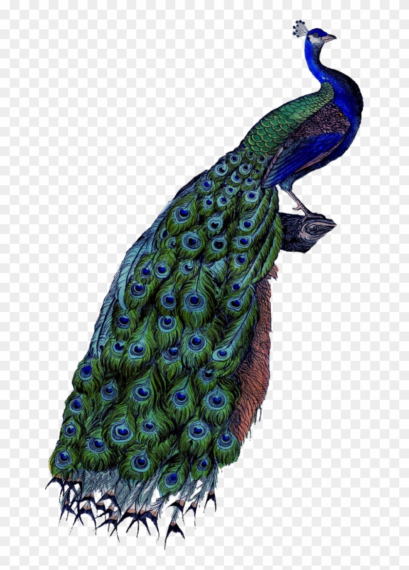 The Peacock Is An Amazing Bird With A Greenish, Iridescent - Peacock Body Parts Clipart #1684189