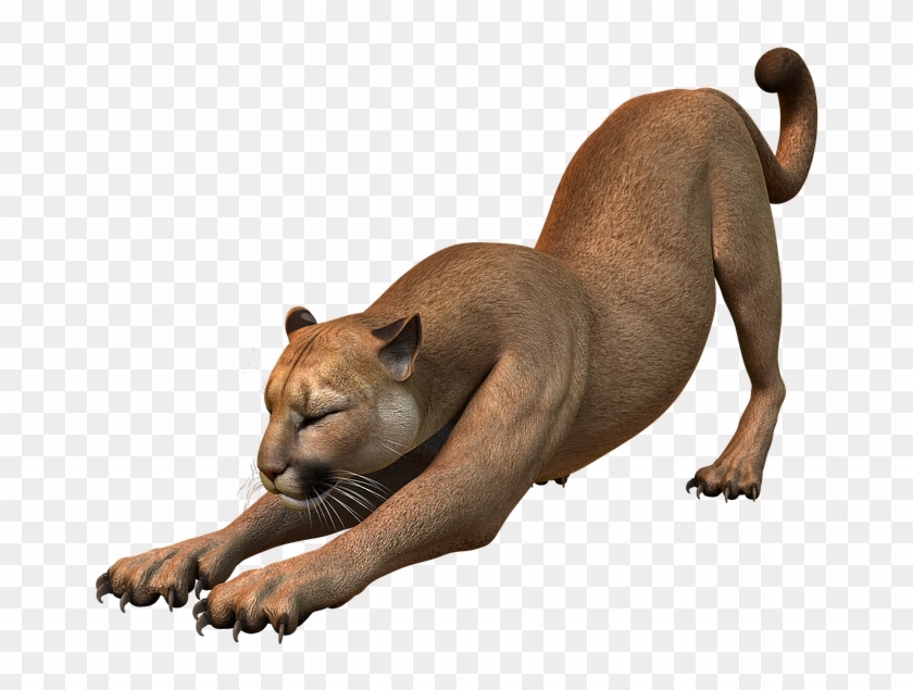 Mountain Lion, Predator, Puma, Wildcat, Big Cat - Animales De Montaña Png Clipart