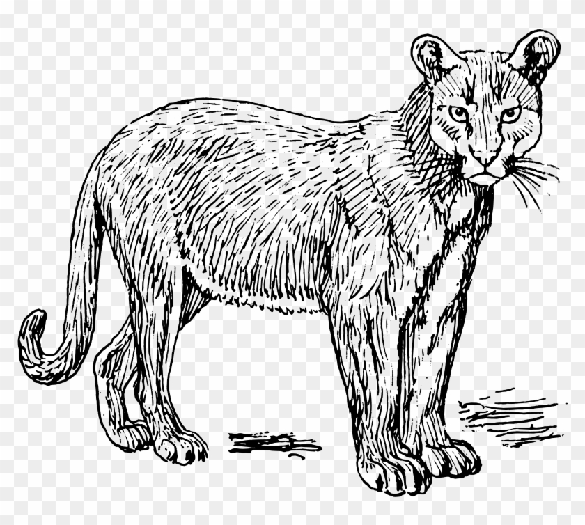 Puma Free Vector 4vector - Puma Clipart - Png Download #1684791