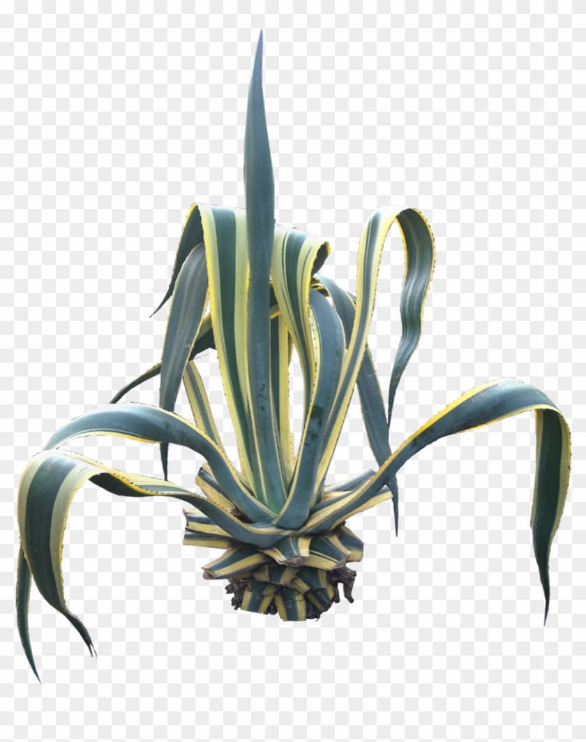 Agave - Agave Americana Clipart #1685097