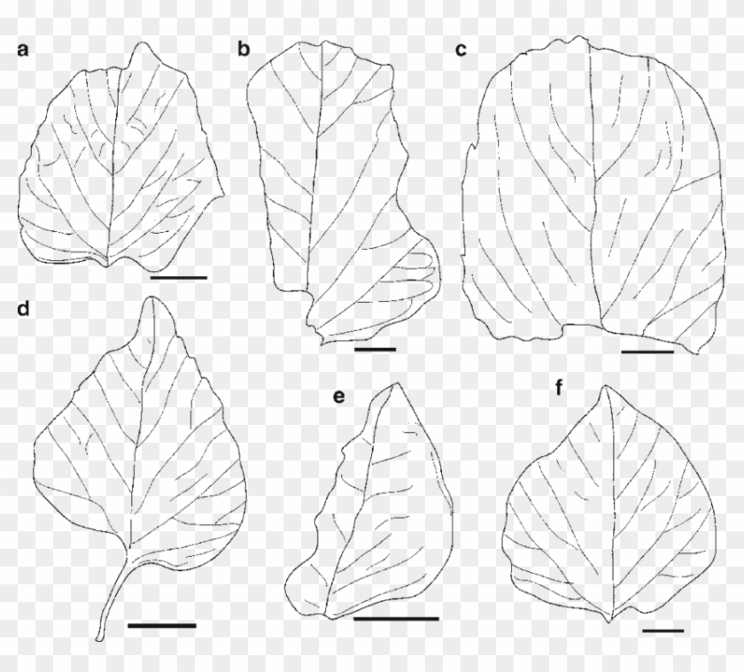 Drawings Of Leaves In Figs A F - Line Art Clipart #1685410
