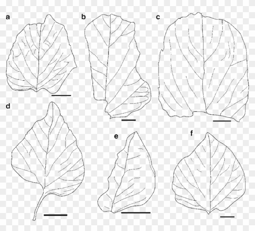 Drawings Of Leaves In Figs A F - Line Art Clipart