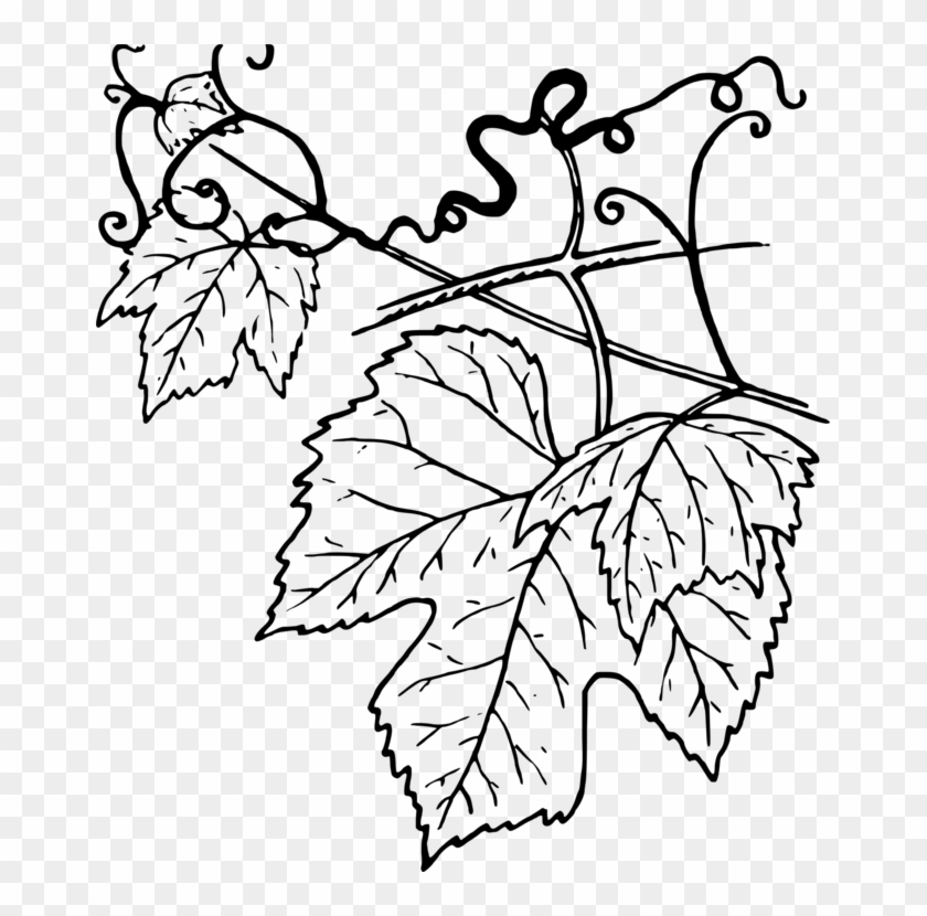 Common Grape Vine Leaf Grape Leaves - Clipart Grape Leaves Black And White - Png Download