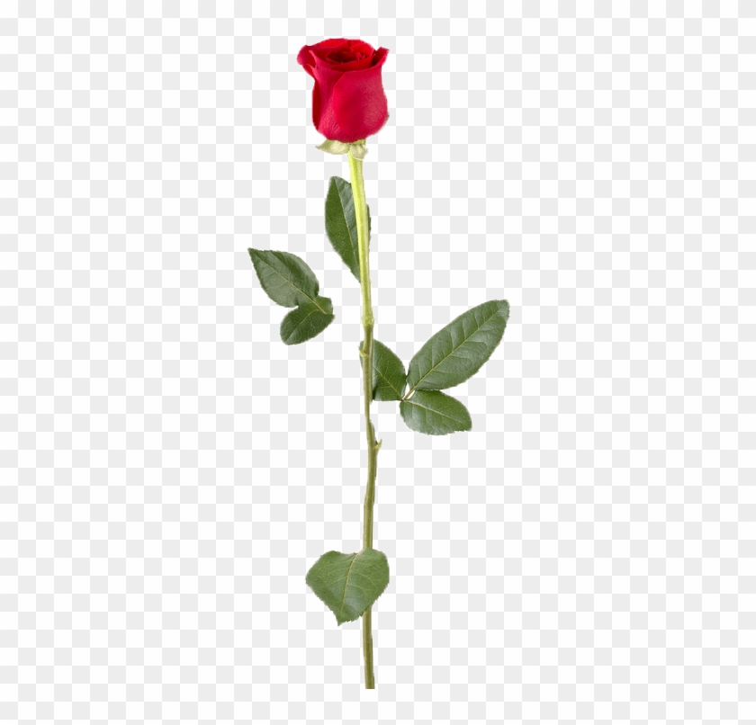 Special - Long Stem Red Roses Clipart