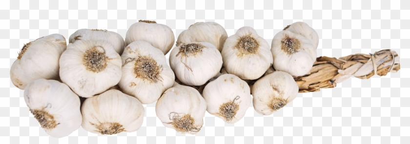 Interesting Facts - Elephant Garlic Clipart #1686409