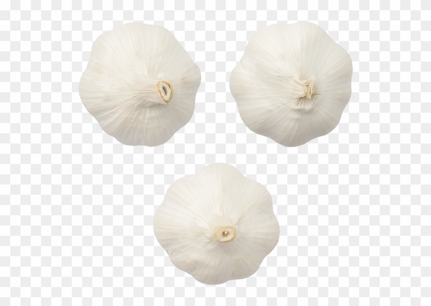 Garlic - Morning Glory Clipart #1686458