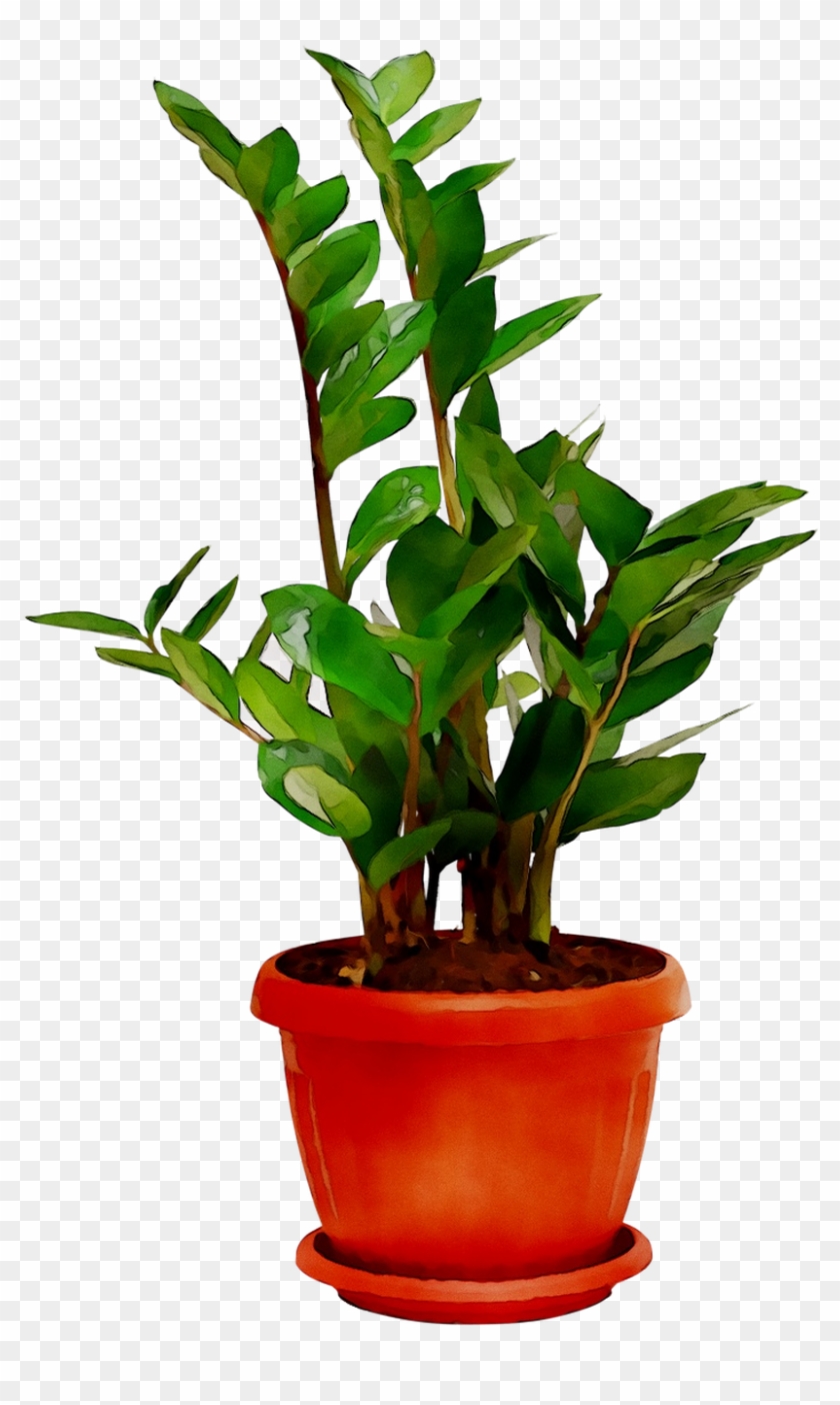 Plants Houseplant Room Sala Free Frame Clipart - Flowerpot - Png Download #1687607