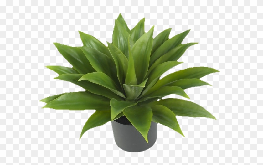 Png, Aesthetic, And Editing Image - Agave Attenuata Top View Clipart #1687807