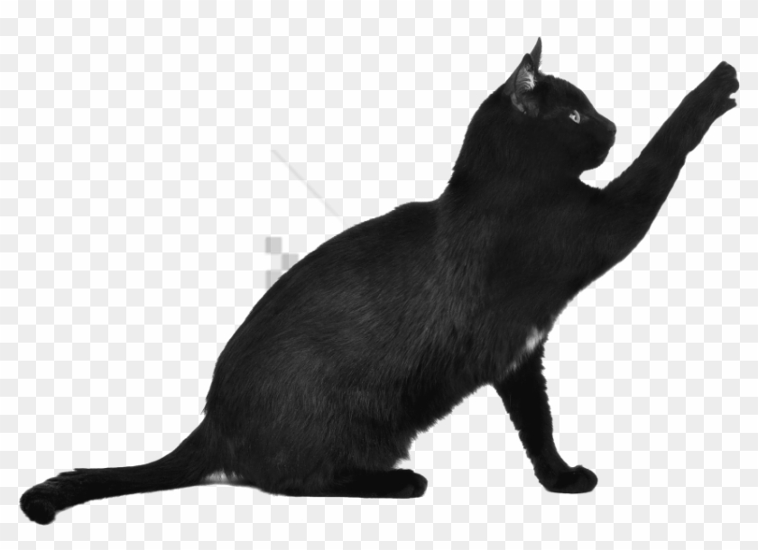 Free Png Download Black Cat Png Images Background Png - Black Cat Transparent Background Clipart #1687818