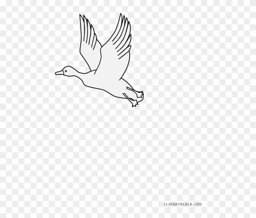 Flying Duck Animal Free Black White Clipart Images - Seabird - Png Download