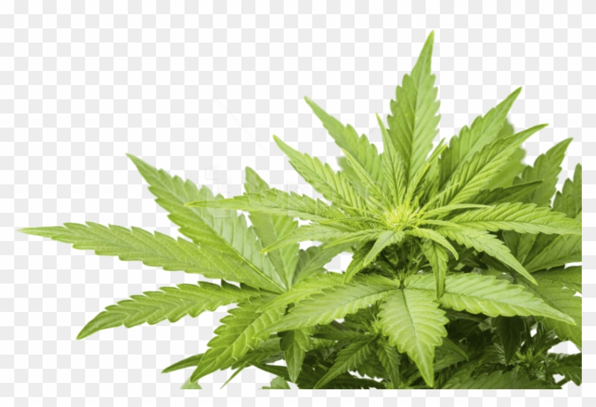 Free Png Images - Weed Png Clipart #1688098
