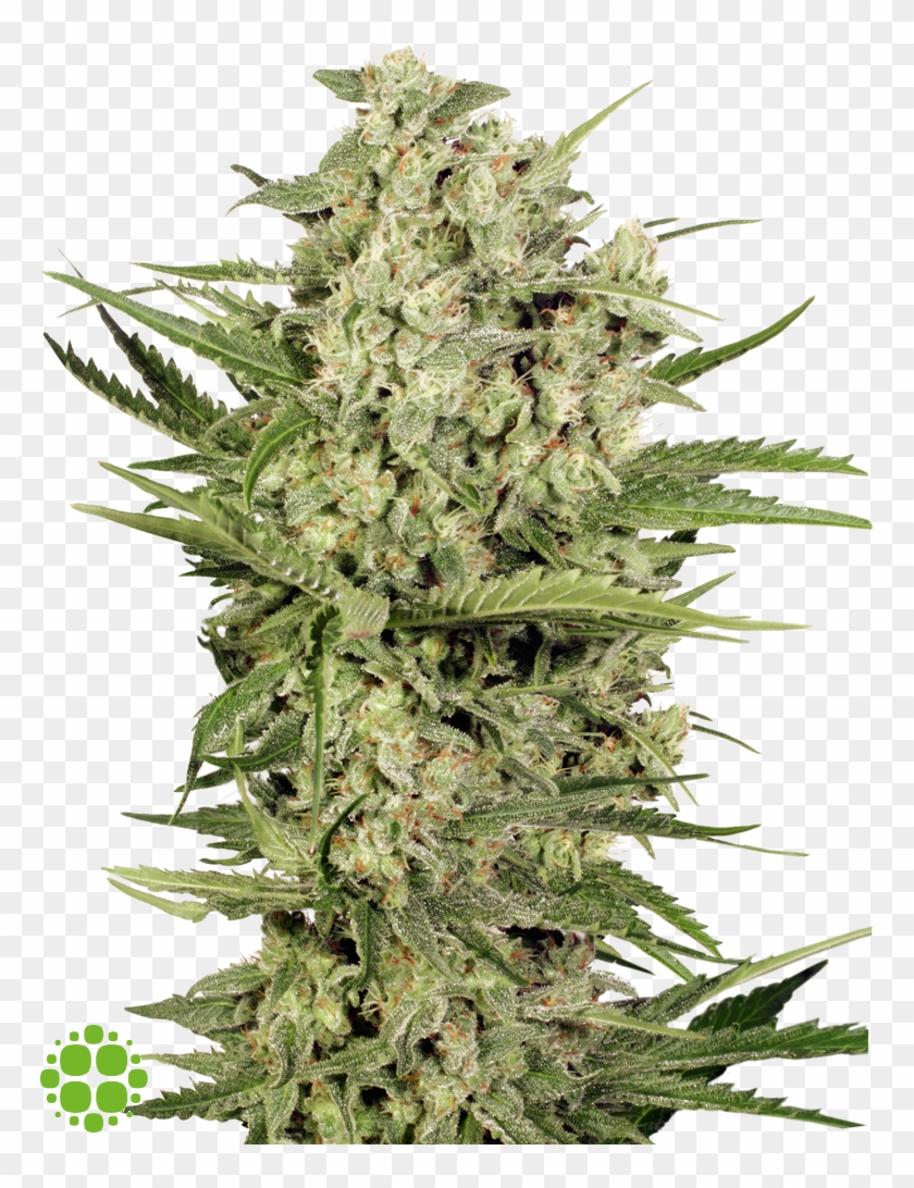 Image - Thorns, Spines, And Prickles Clipart #1688182