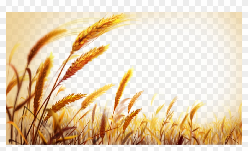 Beautiful Golden Wheat Field 6000*3375 Transprent Clipart