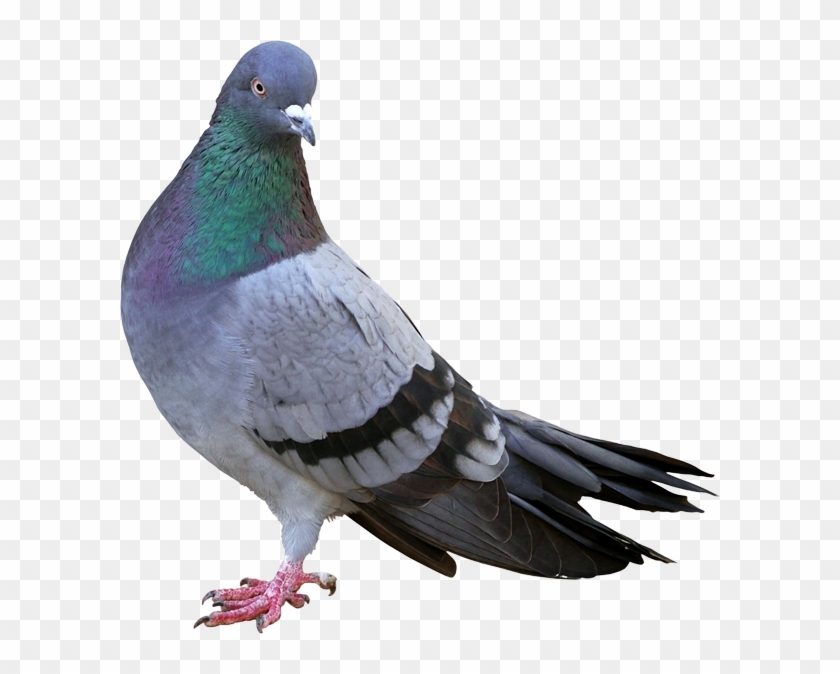 Paloma Png - Google Pigeon Algorithm Clipart