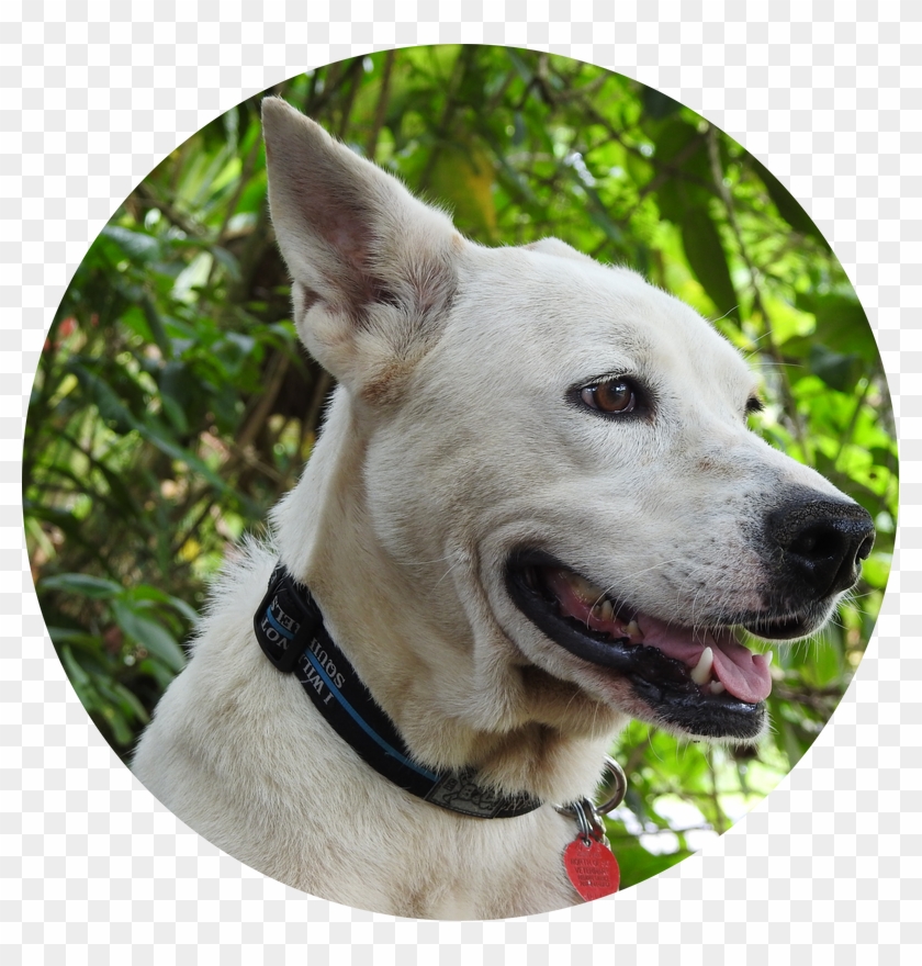 Dog Catches Something Clipart