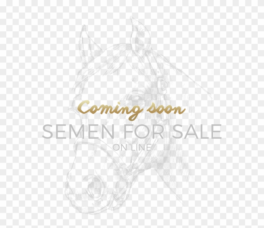 Home - Stallion Clipart #1691353