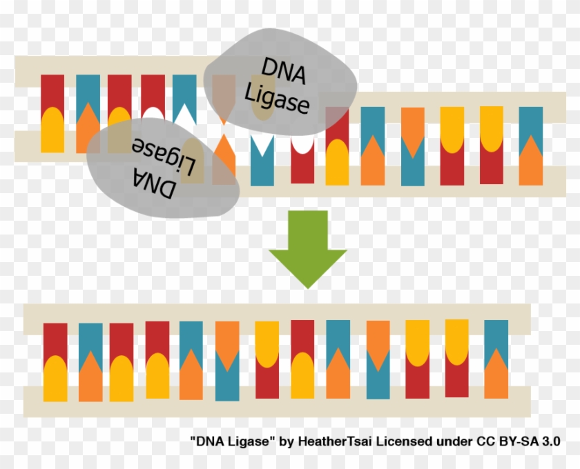 Fig2 - Dna Ligase Clipart