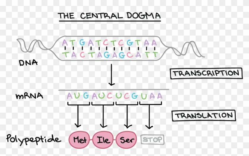 Dna Structure Clipart Genetic Trait - Dna To Mrna To Trna - Png Download #1693827