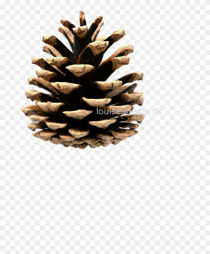 Pine Cone Paper Art Print Designed By Louise Egedal - Western Yellow Pine Clipart #1693982