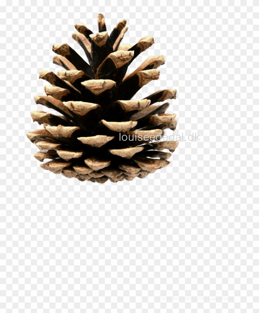 Pine Cone Paper Art Print Designed By Louise Egedal - Western Yellow Pine Clipart