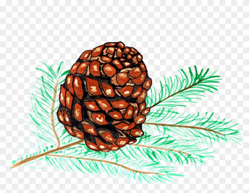 Pine Cones, Pine, Watercolor, Isolated, Handpainted - Menggambar Gunung Dan Air Terjun Di Buku Gambar Clipart
