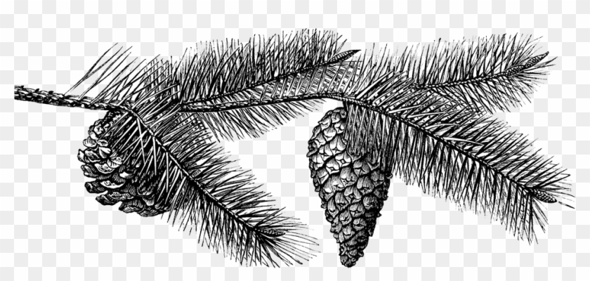 Pinecone Illustration - Black And White Pine Cone Transparent Clipart #1694285