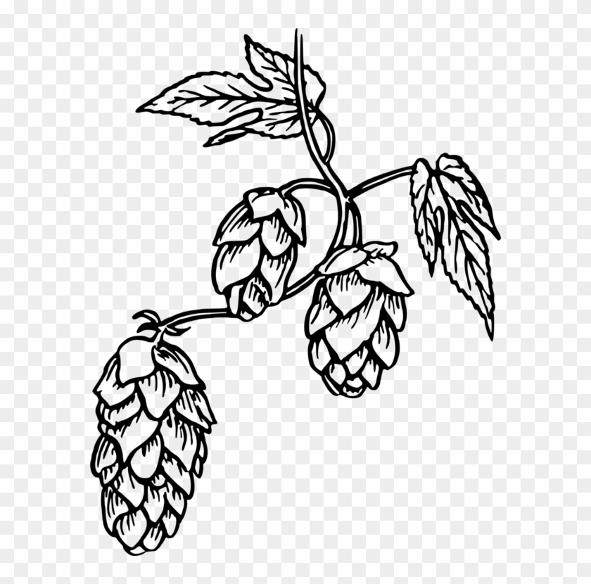 Hops Beer India Pale Ale Common Hop - Hops Clipart - Png Download #1694864