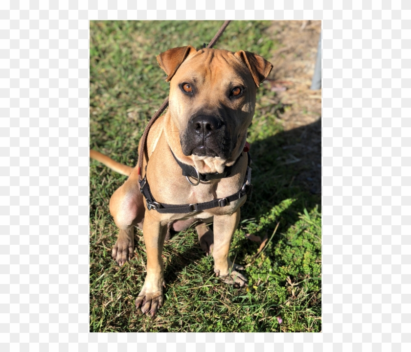 Photo Of Sharpie - Boxer Clipart