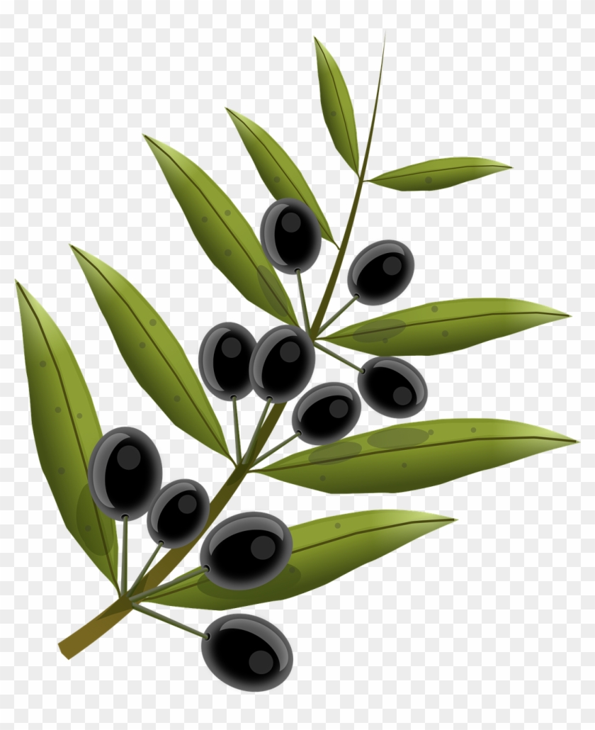 Olives, Fruits, Olive Tree, Oil, Kitchen, Food - Olive Tree Branch Transparent Background Clipart