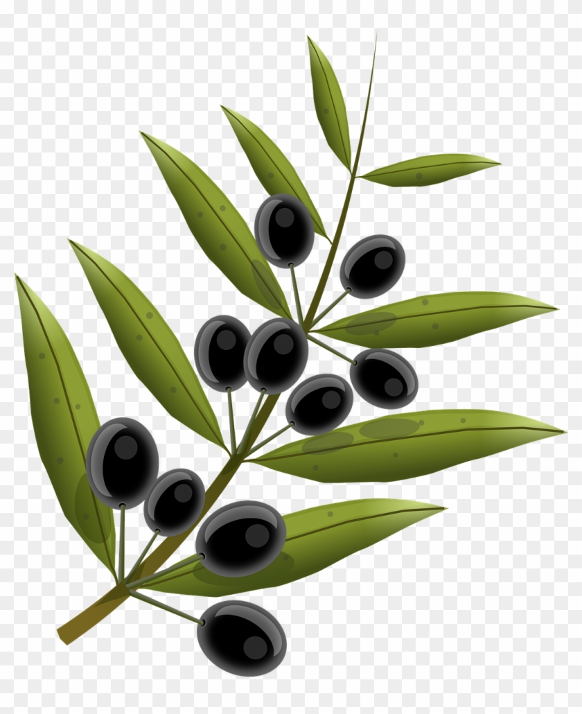 Olives, Fruits, Olive Tree, Oil, Kitchen, Food - Olive Tree Branch Transparent Background Clipart #1695575