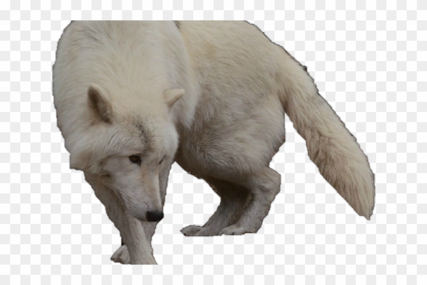White Wolf Clipart Wolf Silhouette - Arctic Wolf With Transparent Background - Png Download