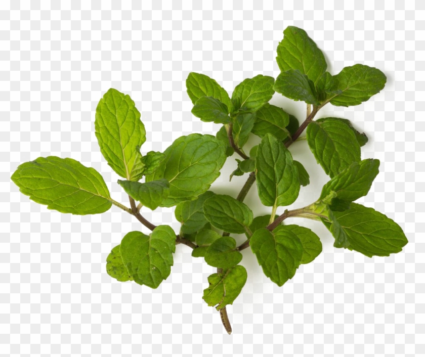 Mint Png Clipart Background - Fresh Mint Transparent Png #1699509