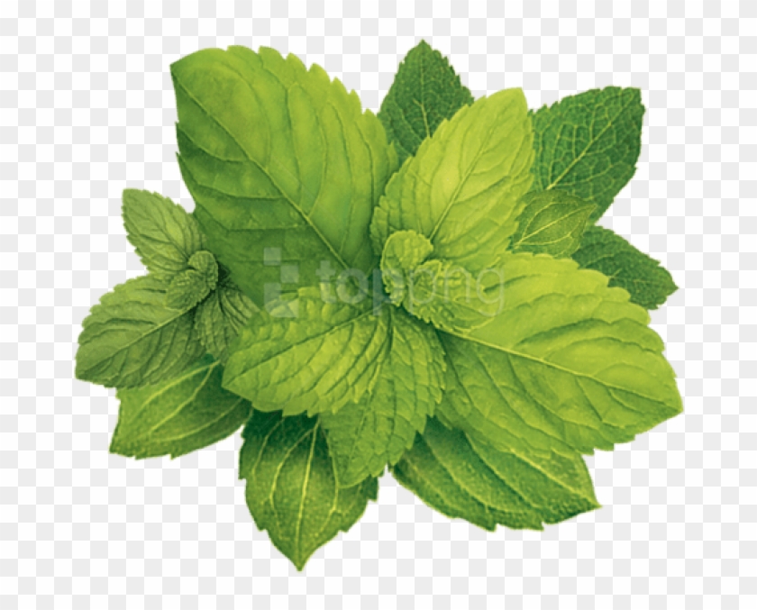 Free Png Pepermint Png Images Transparent - Amazon Zdorov Propolis Cream Clipart #1699570