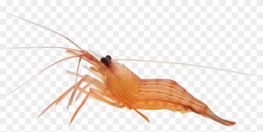 Peppermint Shrimp Peppermint Shrimp - Alive Shrimp Transparent Clipart