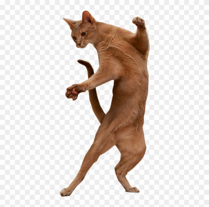 Jump 6 - Cat Dance Gif Png Clipart #172165