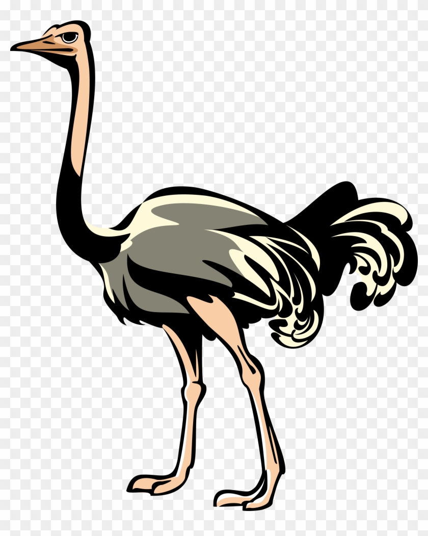 Ostrich Png Clipart - Ostrich Png Transparent Png #172264