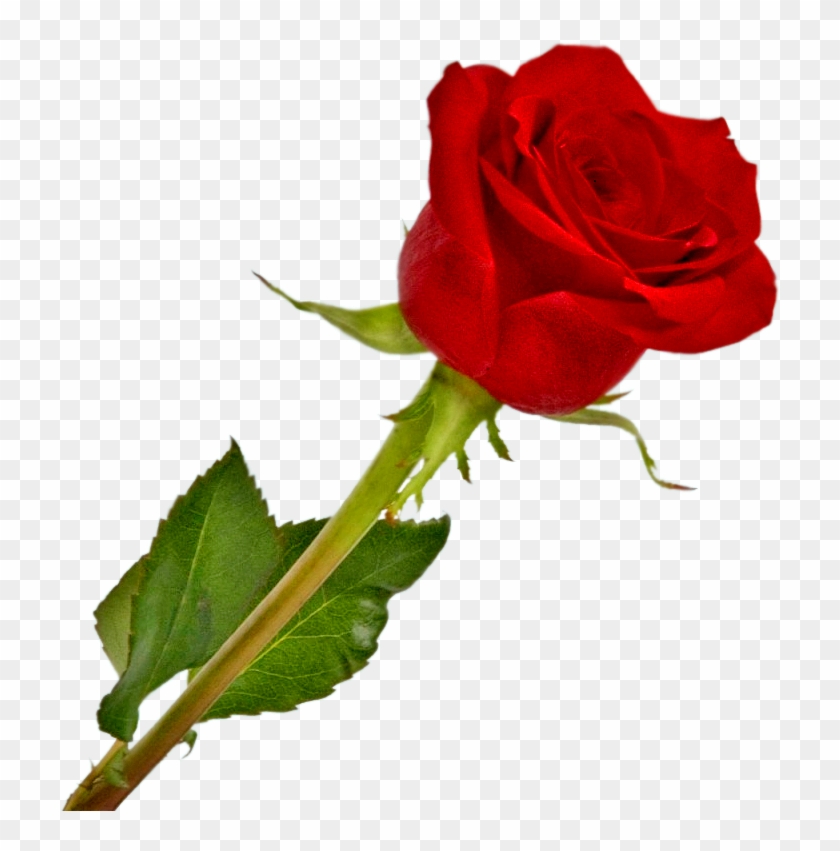 Rosa Vermelha Em Png - Imagens Rosas Em Png Clipart #174248