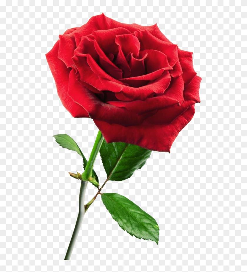 Rosa Png - Rosa En Png Clipart