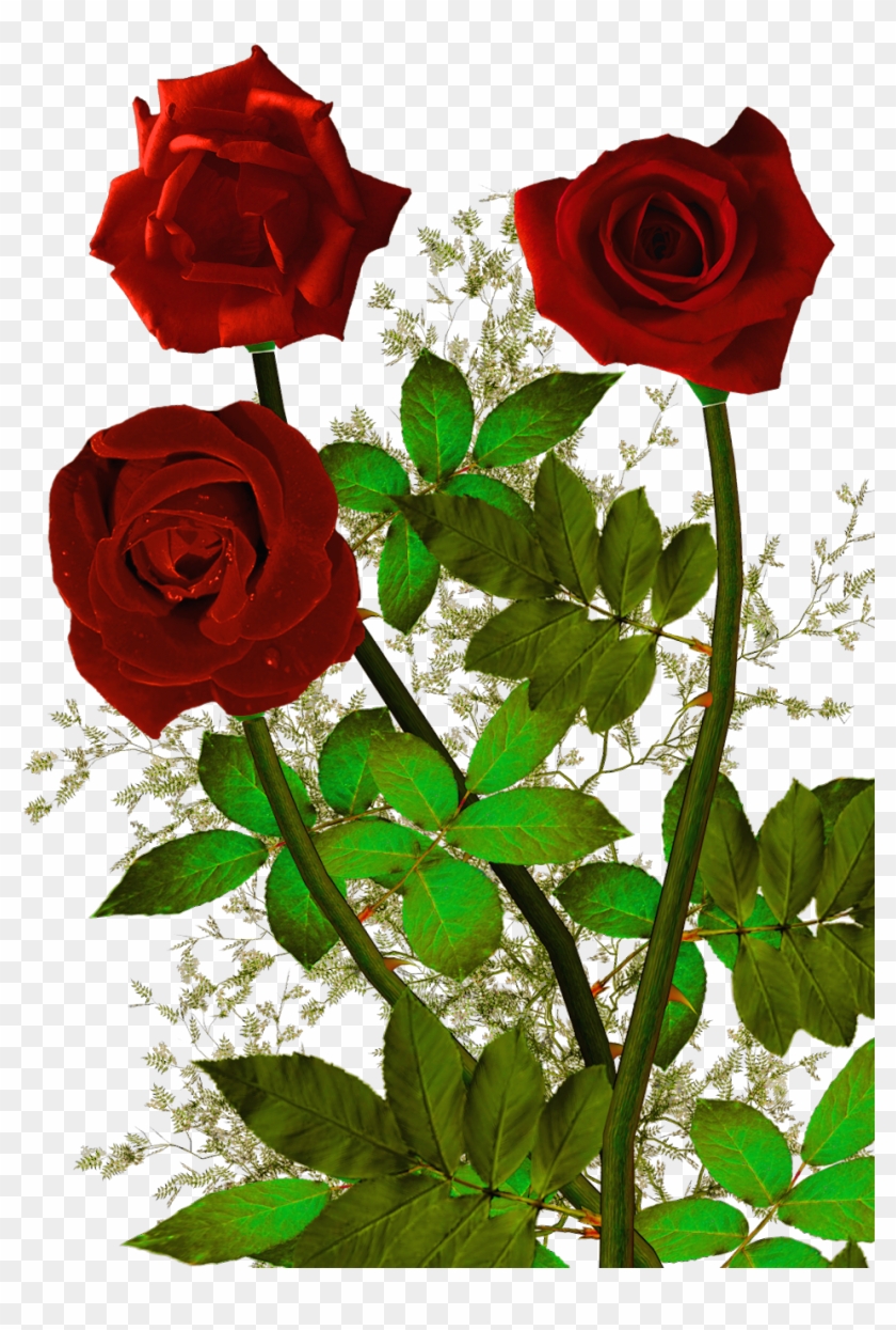 Rosas Rojas Png Clipart